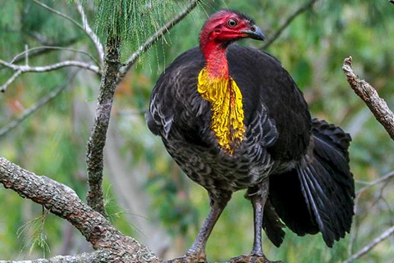 Brush Turkeys