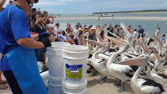 Unique Australian Gold Coast Animal and Birds