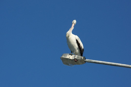 Pelicans