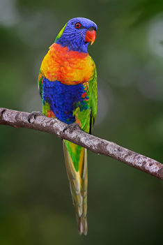 Rainbow Lorikeets Parrots