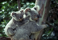 koalas