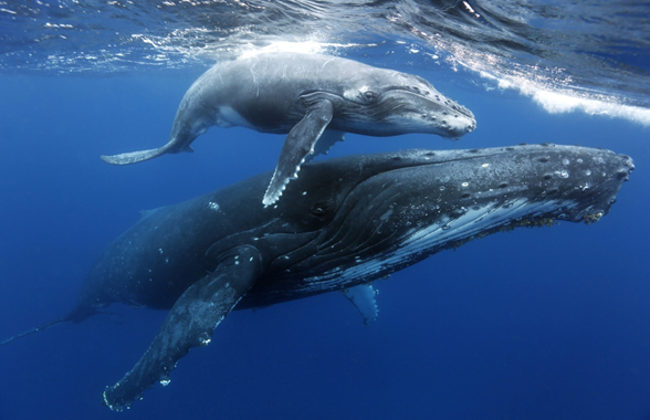 baby whales on gold coast