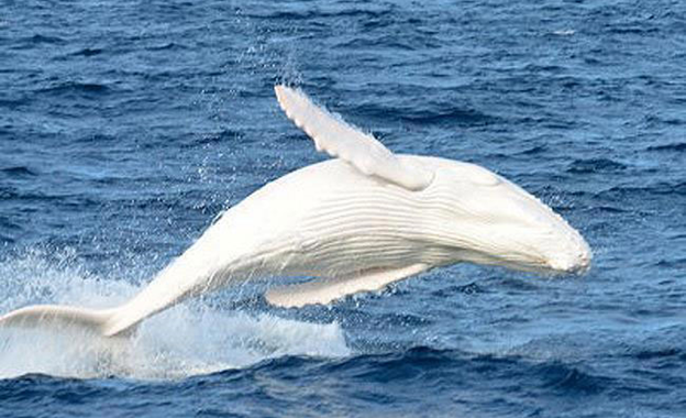 whale watching gold coast